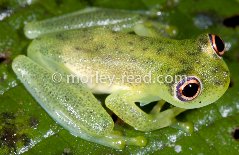 Chimerella mariaelenae