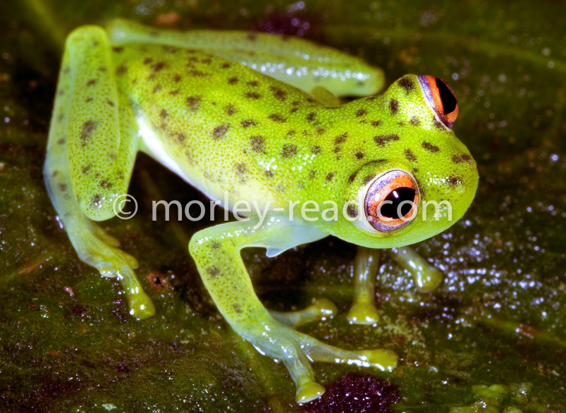 Chimerella mariaelenae