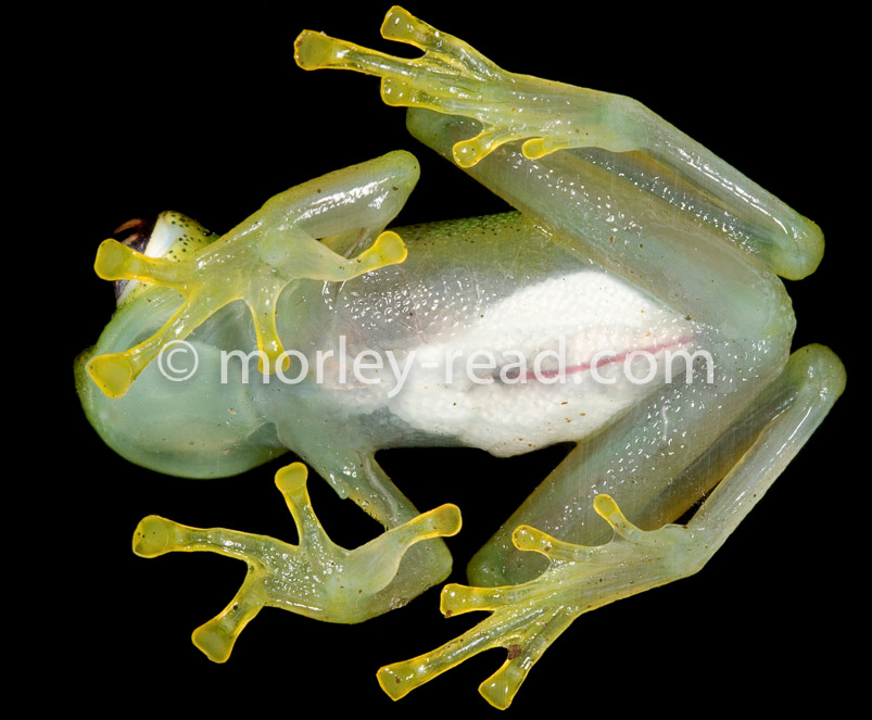 Chimerella mariaelenae