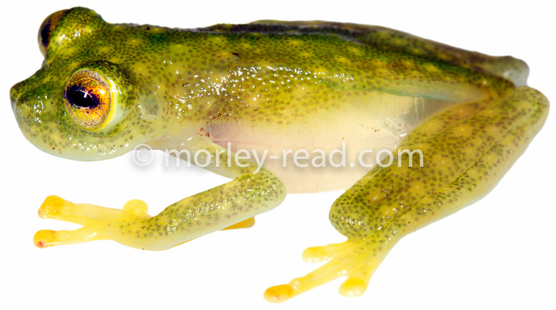 Hyalinobatrachium monozorum