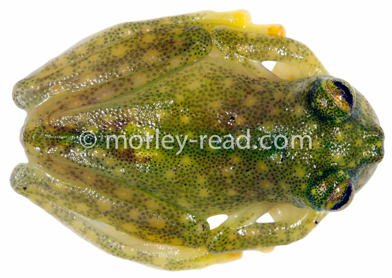 Hyalinobatrachium monozorum
