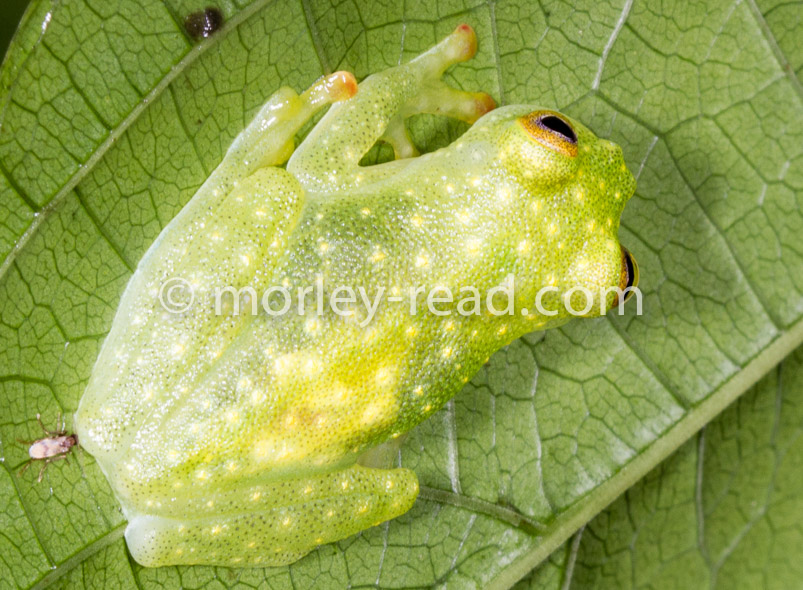 Hyalinobatrachium monozorum