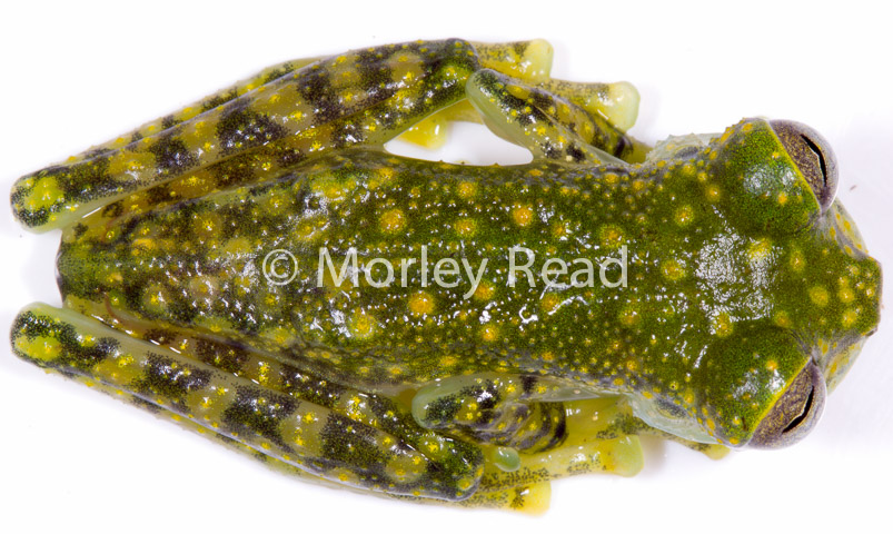 Nymphargus mariae