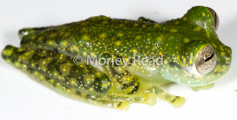 Nymphargus mariae
