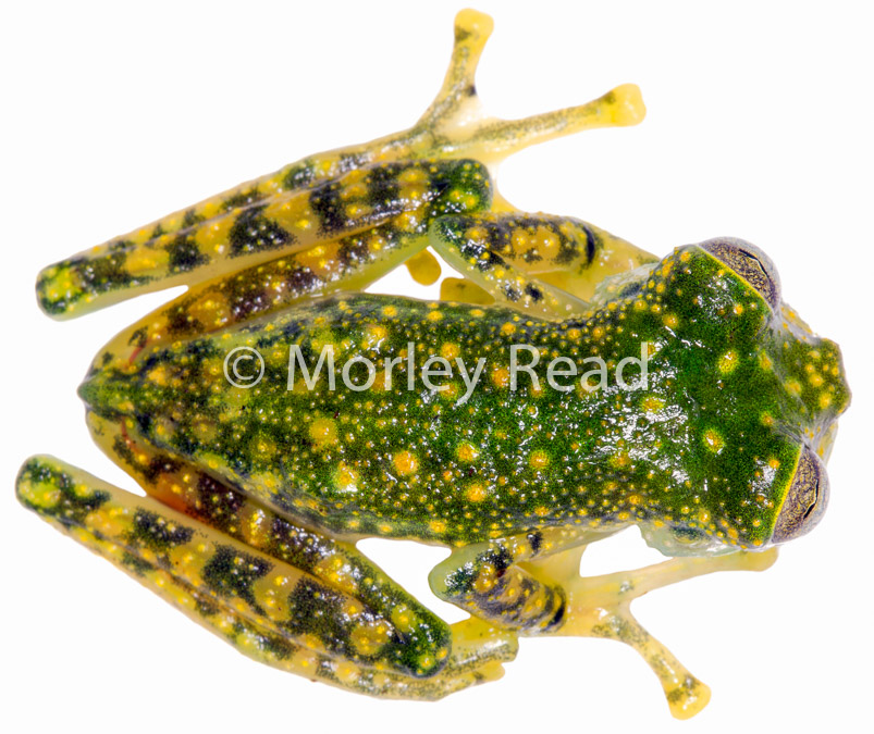 Nymphargus mariae