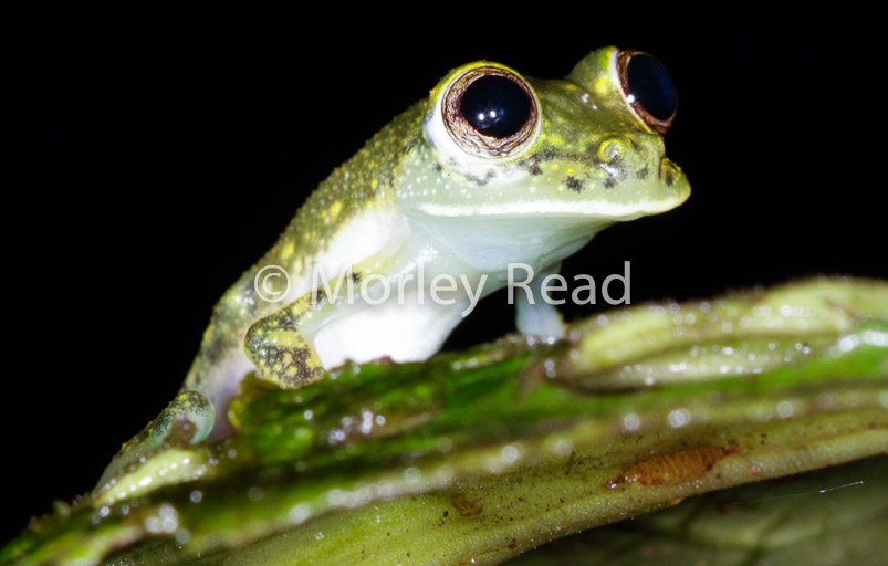 Nymphargus mariae
