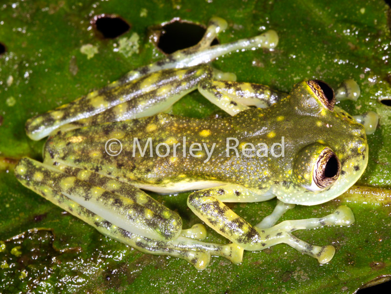 Nymphargus mariae