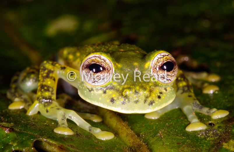 Nymphargus mariae