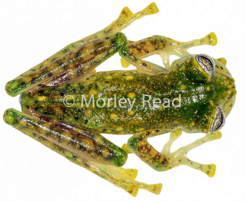 Nymphargus mariae