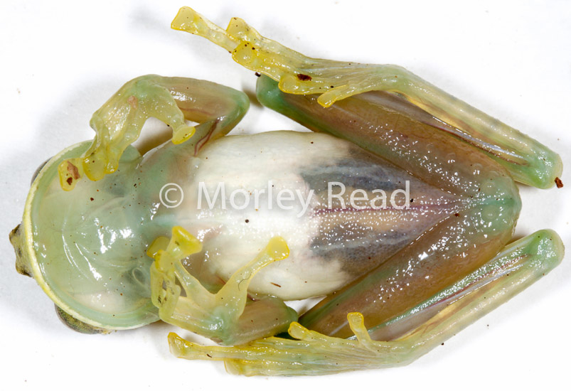 Nymphargus mariae