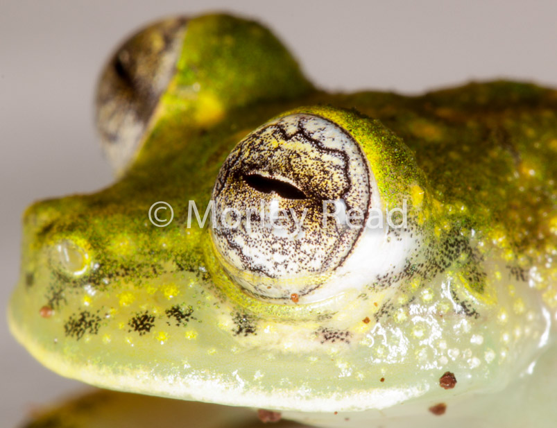 Nymphargus mariae