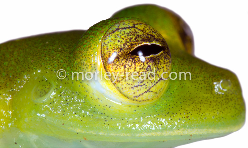 Teratohyla ameliae