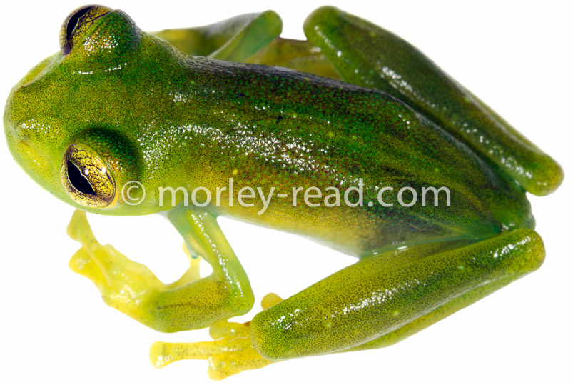 Teratohyla ameliae