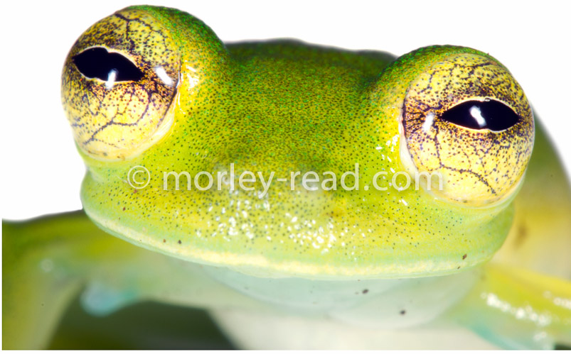 Teratohyla ameliae