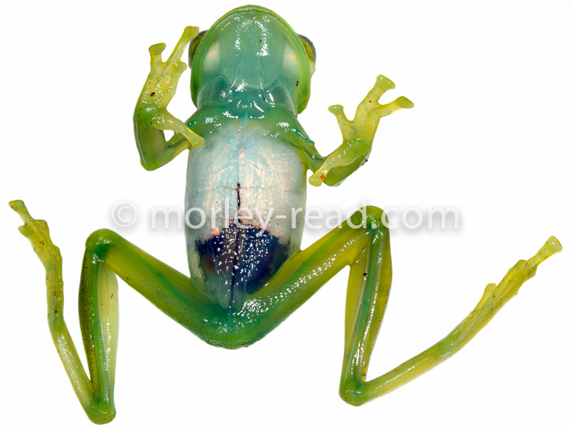 Teratohyla ameliae