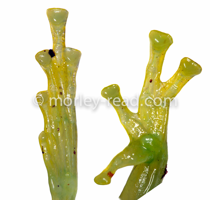 Teratohyla ameliae