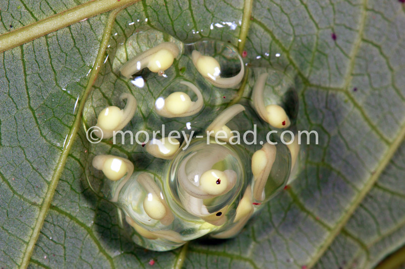 Teratohyla midas