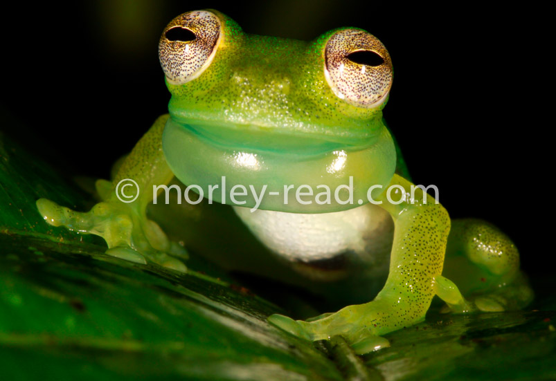 Teratohyla midas