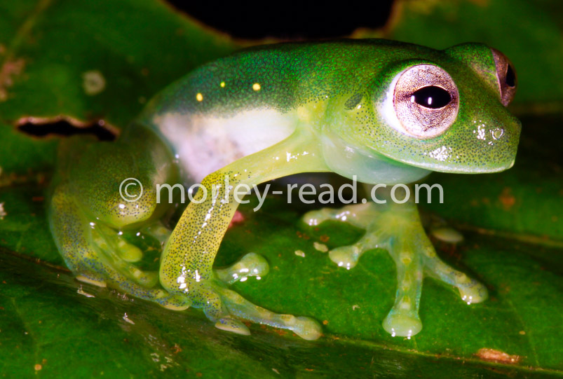 Teratohyla midas