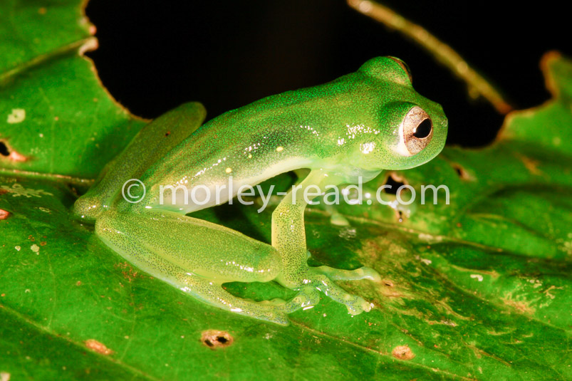 Teratohyla midas