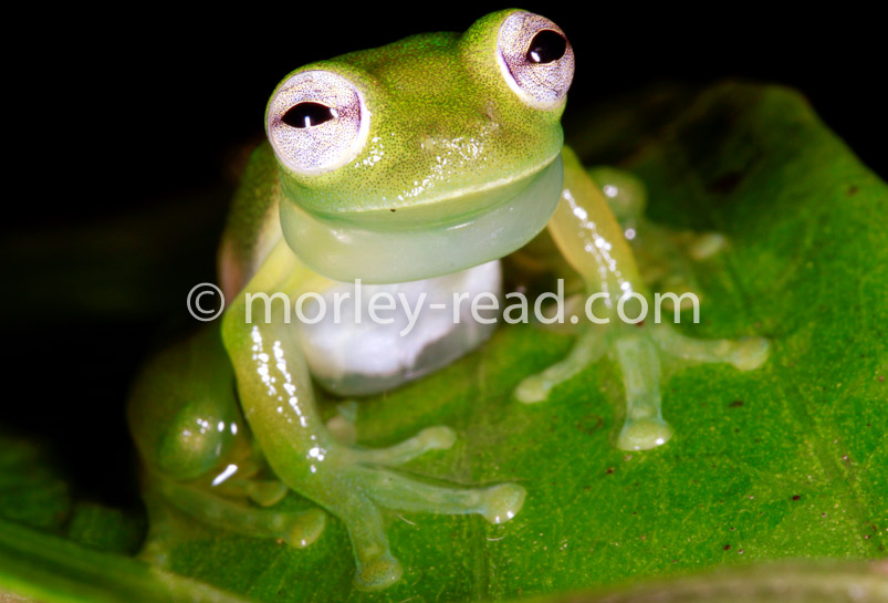 Teratohyla midas