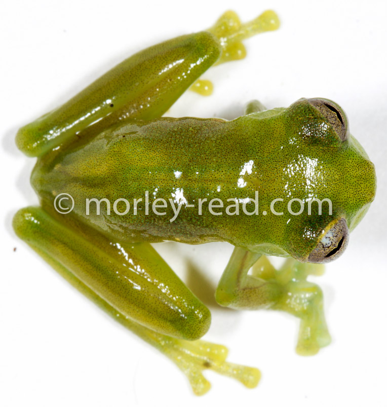 Teratohyla midas