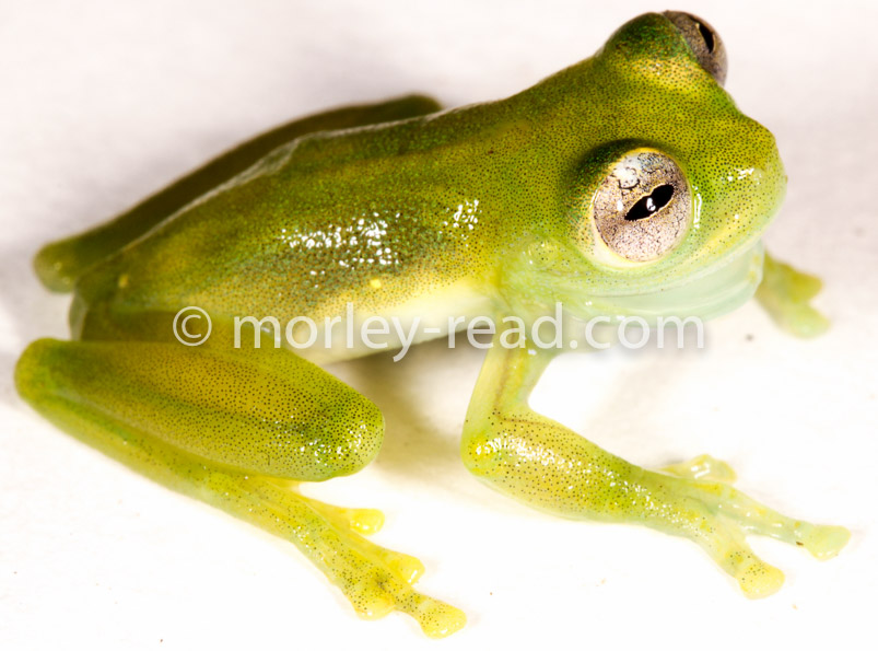 Teratohyla midas