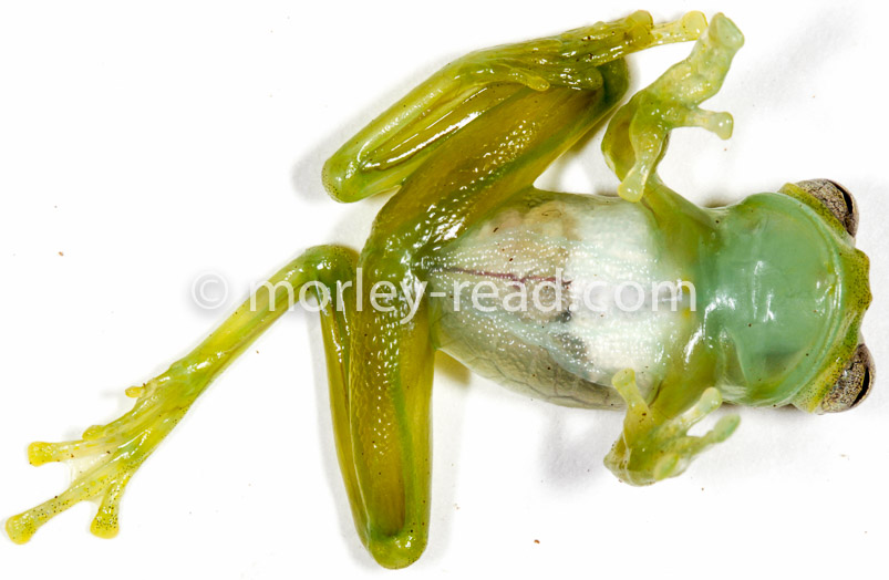 Teratohyla midas