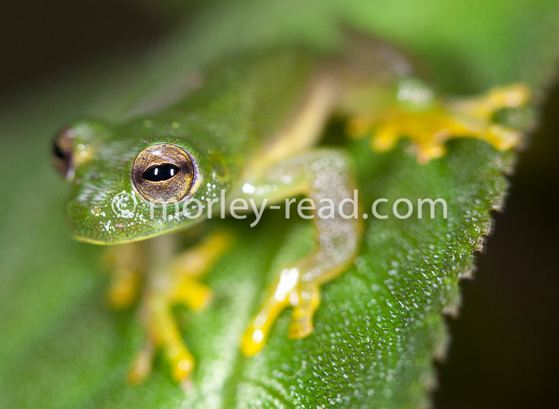 Teratohyla midas