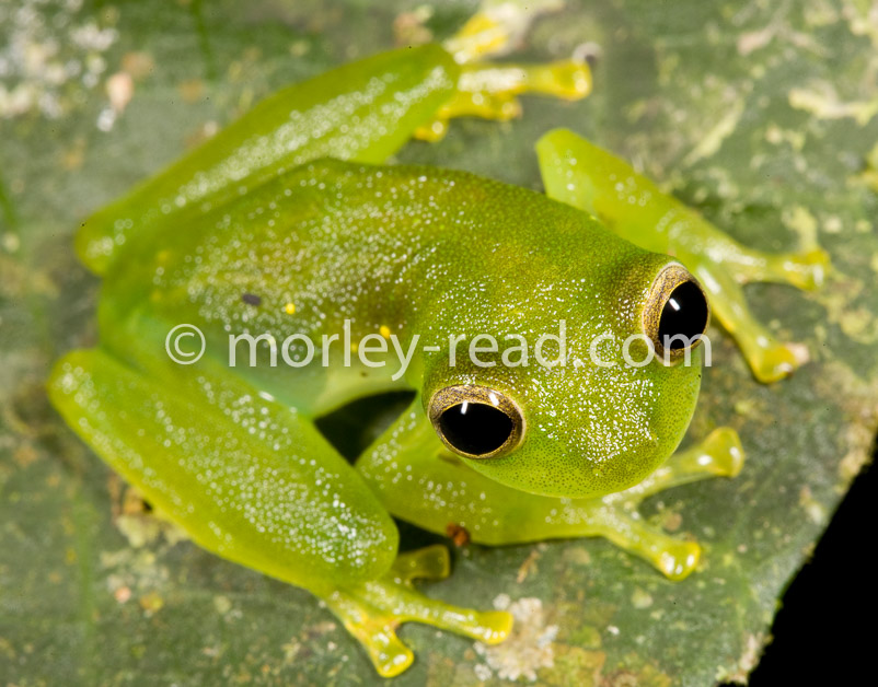 Teratohyla midas