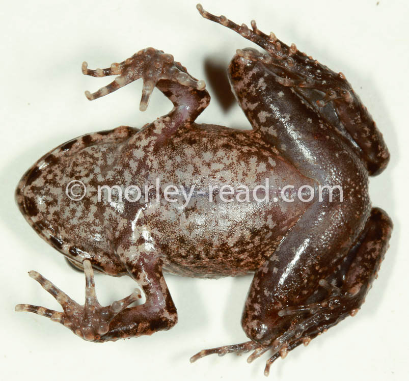Oreobates quixensis
