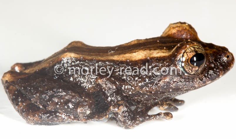 Pristimantis altamazonicus