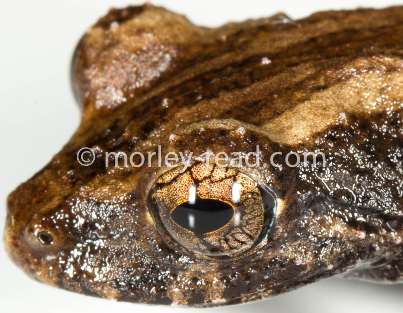 Pristimantis altamazonicus