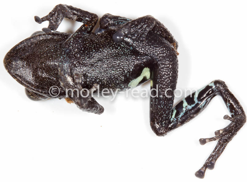 Pristimantis altamazonicus