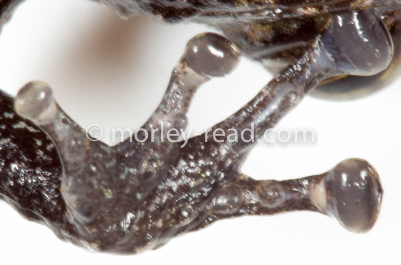 Pristimantis altamazonicus