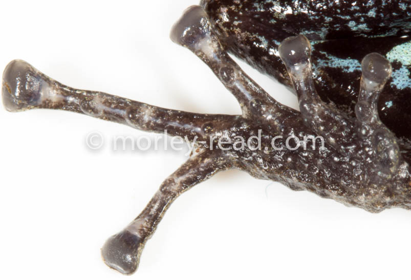 Pristimantis altamazonicus