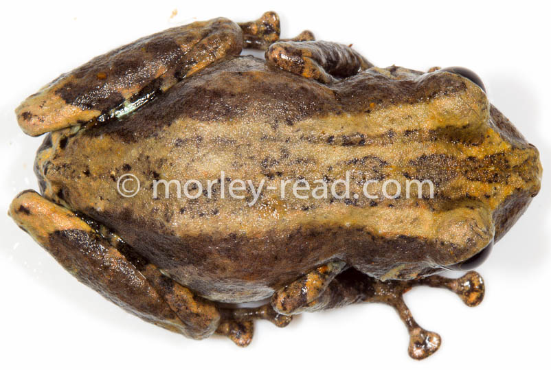 Pristimantis altamazonicus