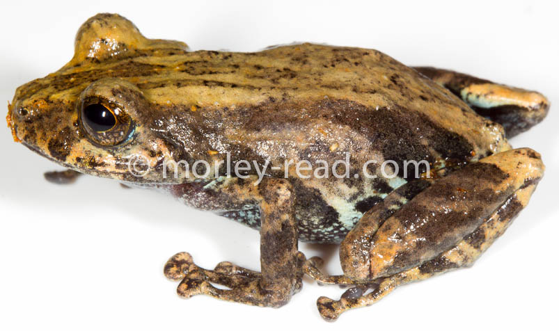 Pristimantis altamazonicus