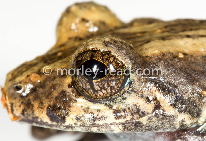 Pristimantis altamazonicus