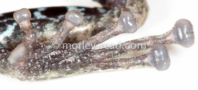 Pristimantis altamazonicus