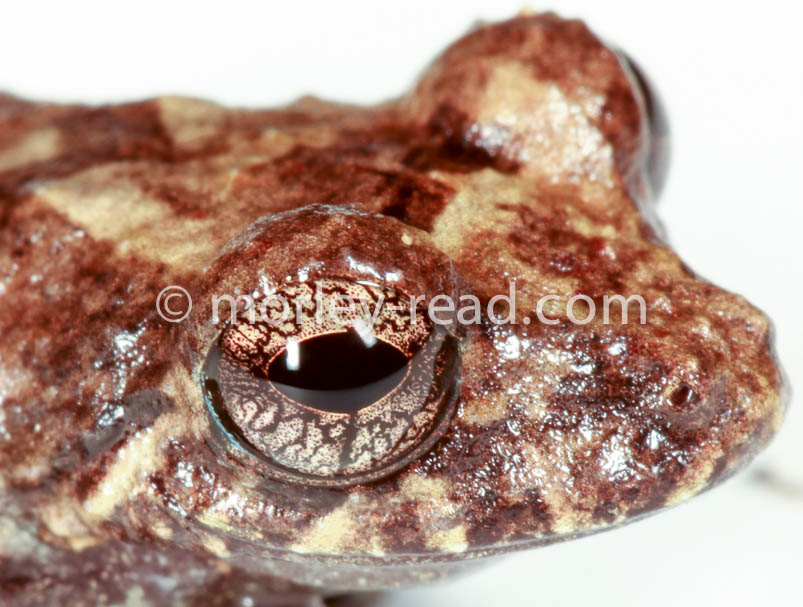 Pristimantis altamazonicus