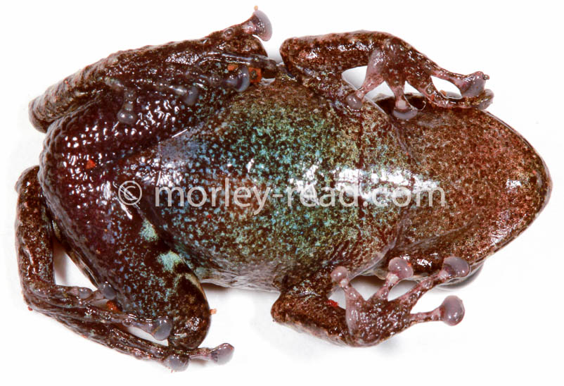 Pristimantis altamazonicus