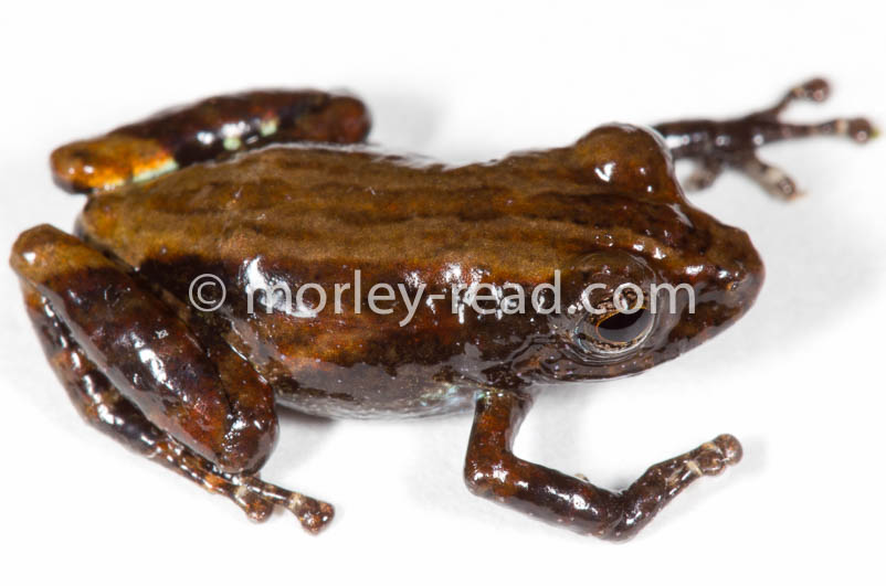 Pristimantis altamazonicus