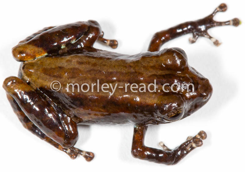 Pristimantis altamazonicus
