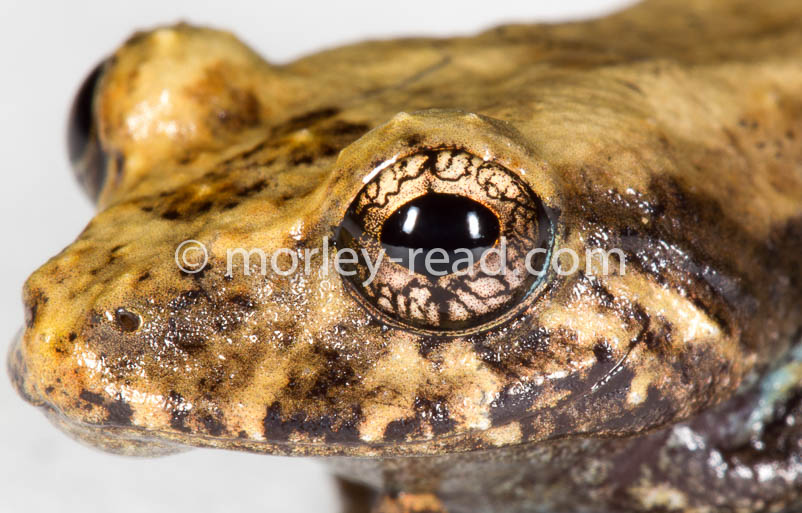 Pristimantis altamazonicus