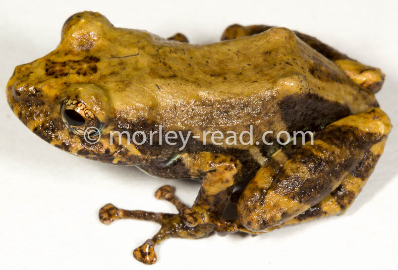 Pristimantis altamazonicus