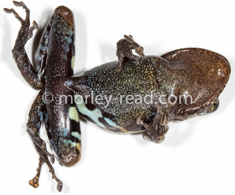 Pristimantis altamazonicus