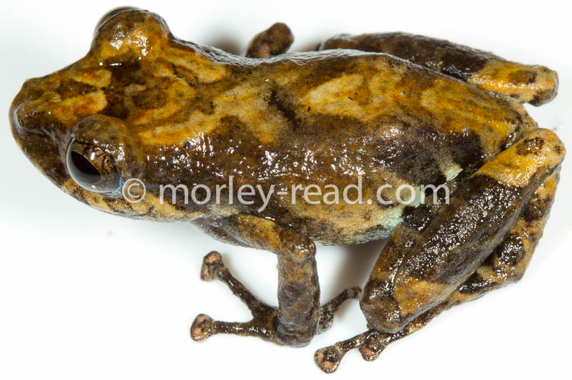 Pristimantis altamazonicus