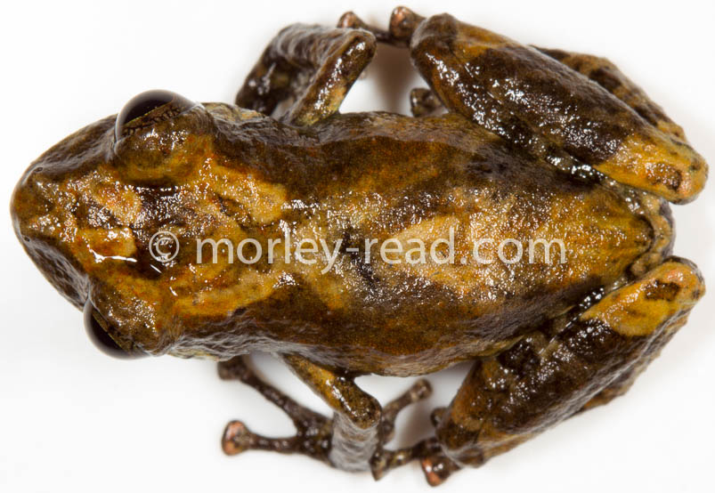 Pristimantis altamazonicus