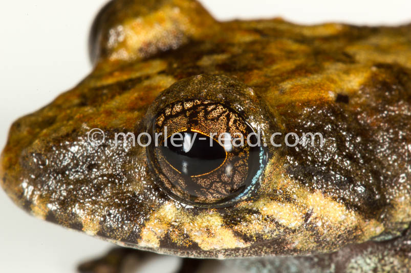 Pristimantis altamazonicus